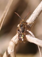 Nomada sheppardana